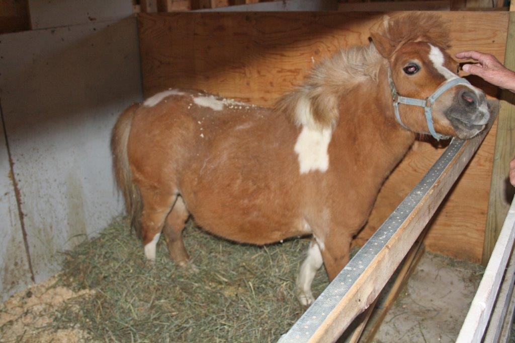 Un poney bien nourri
