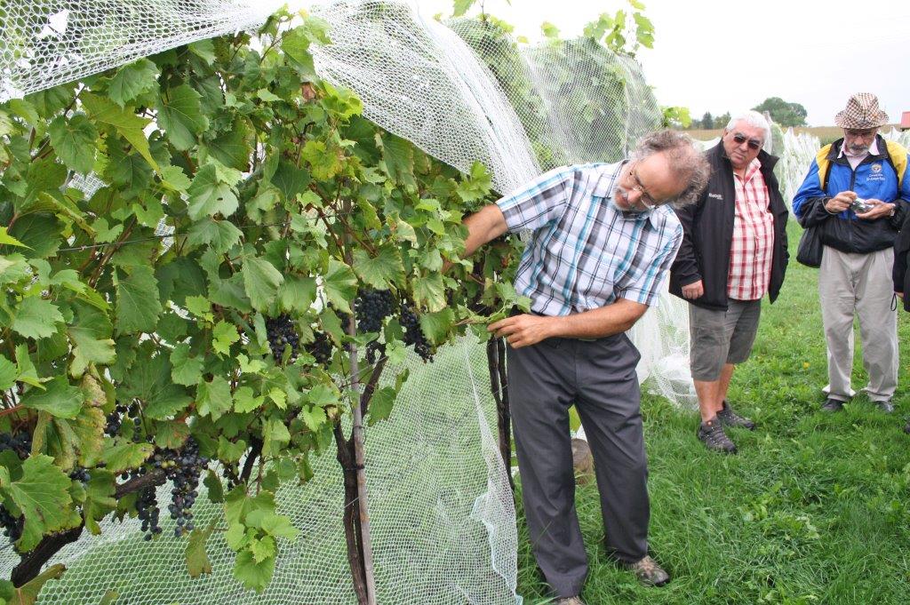 Richard Messier, viticulteur, démontre plus en détail la progression des grappes de raisins sous l’œil inquisiteur de Serge Messier pendant qu’Ernest Bernier vérifie sa caméra.