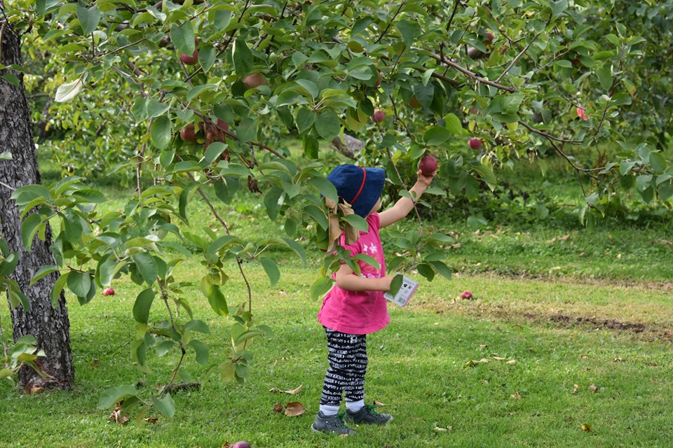 Anyone can pick fruit—just look at Alexandra, happily gathering lovely apples within easy reach!